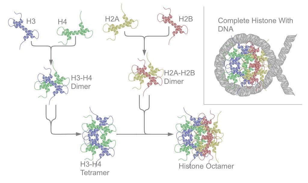 Mô hình protein histon và phân tử DNA