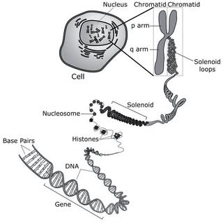 Từ tế bào đến phân tử DNA