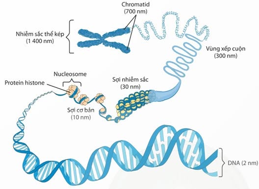 Sơ đồ các mức co xoắn nhiễm sắc thể