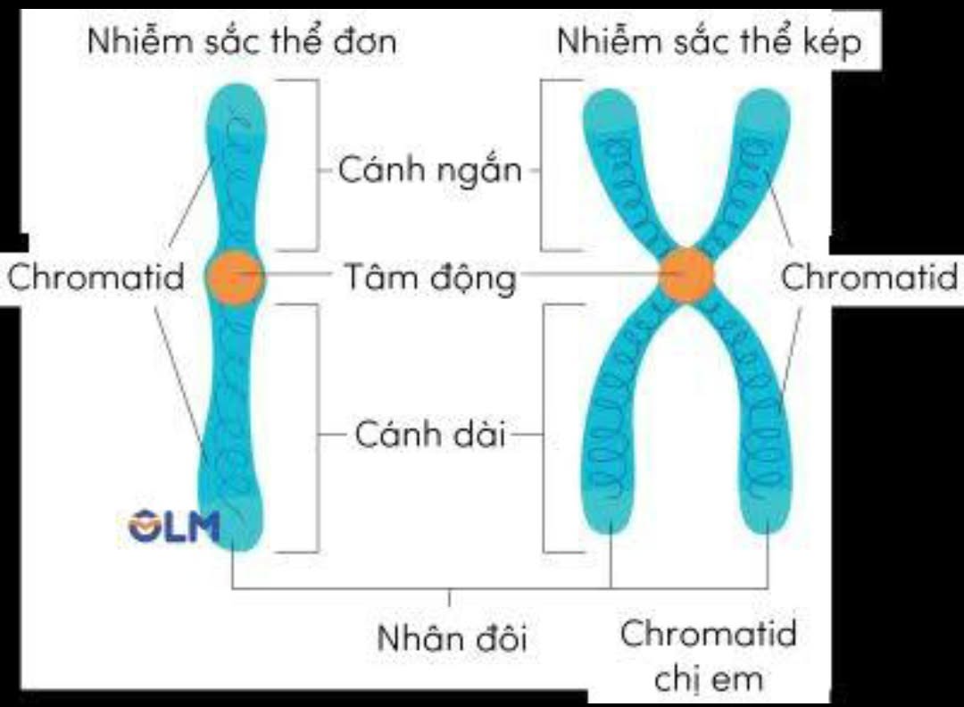Cấu trúc NST đơn và NST kép