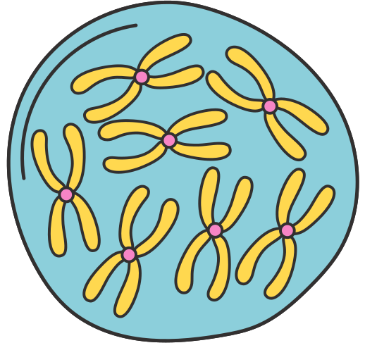 Nhiễm sắc thể