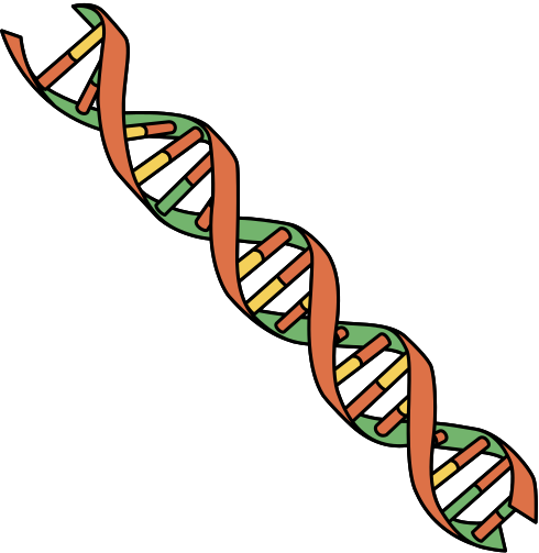 DNA